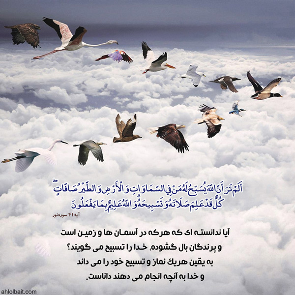 آیا ندانسته ای که هرکه در آسمان ها و زمین است و پرندگان بال گشوده، خدا را تسبیح می گویند؟ (سوره نور،آیه 42)