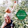 پوستر حدیث: میوه دل، فرزند به زبان عربی