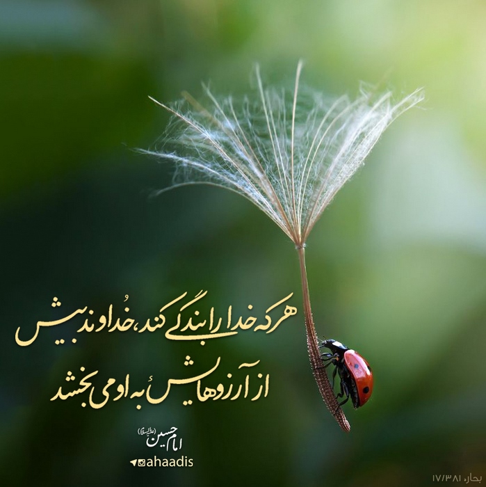 امام حسین(ع): هرکه خدا را بندگی کند، خداوند بیش از آرزوهایش به او می بخشد بحار الأنوار، ج 71، ص 183