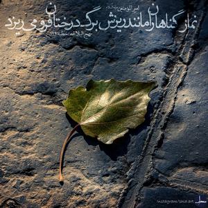 امام علی (ع):نماز گناهان را مانند ریزش برگ درختان فرو می ریزد نهج البلاغه,  خطبه 199